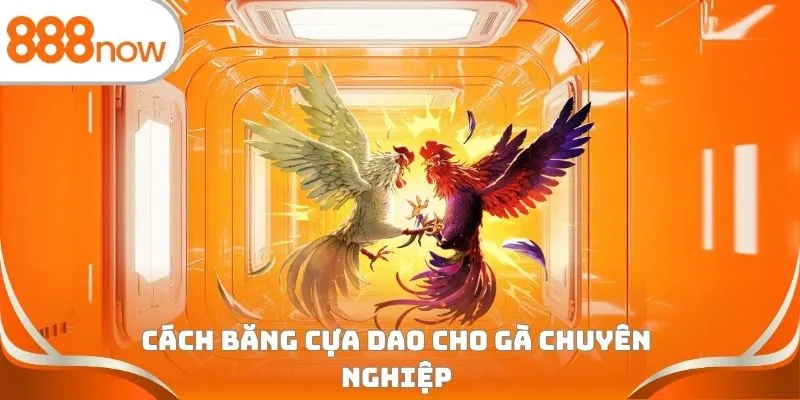 Cách băng cựa dao cho gà chuyên nghiệp