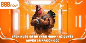 Cách nuôi gà đá chân mạnh - Bí quyết luyện gà ra đòn độc