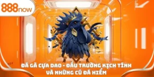 Đá gà cựa dao - Đấu trường kịch tính và những cú đá hiểm