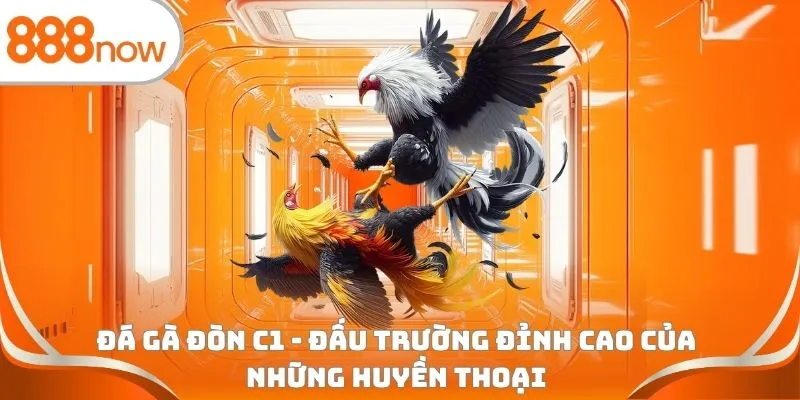 Đá gà đòn C1 - Đấu trường đỉnh cao của những huyền thoại