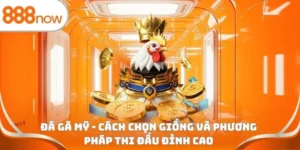 Đá gà Mỹ - Cách chọn giống và phương pháp thi đấu đỉnh cao