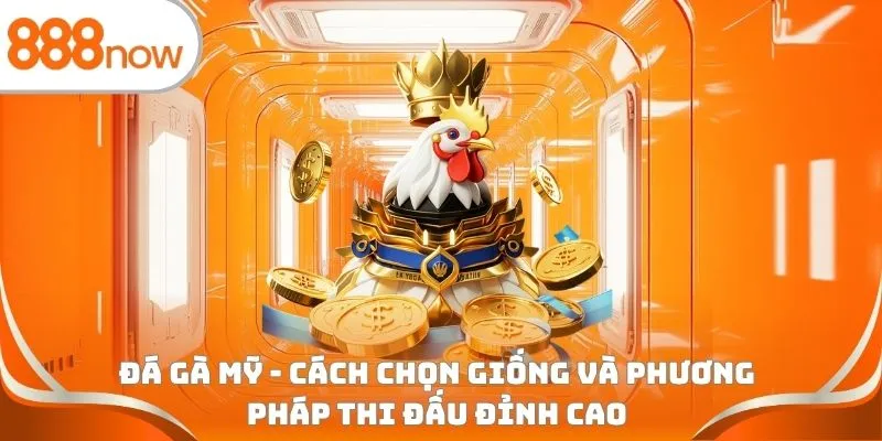 Đá gà Mỹ - Cách chọn giống và phương pháp thi đấu đỉnh cao