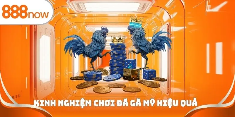 Kinh nghiệm chơi đá gà Mỹ hiệu quả 