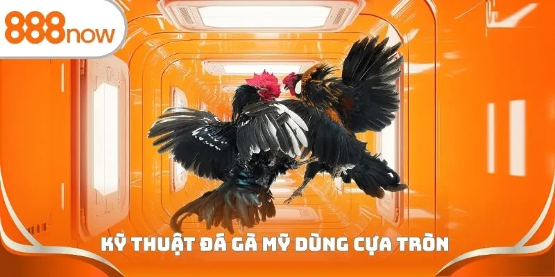 Kỹ thuật đá gà Mỹ dùng cựa tròn