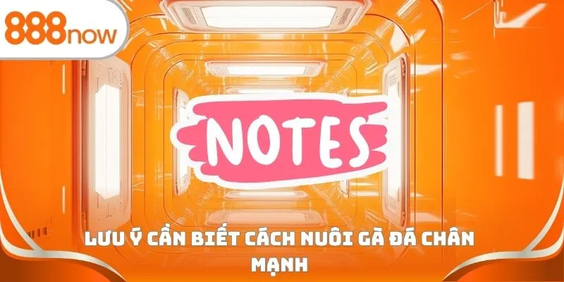 Lưu ý cần biết cách nuôi gà đá chân mạnh