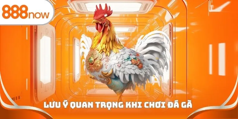 Lưu ý quan trọng khi chơi đá gà