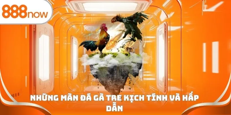 Những màn đá gà tre kịch tính và hấp dẫn