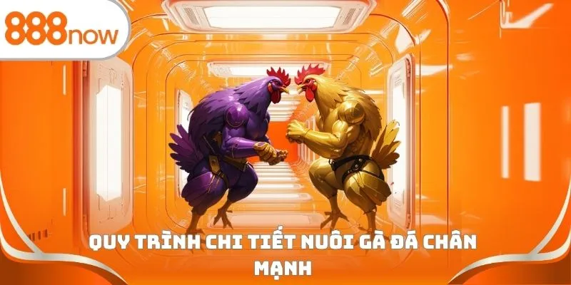 Quy trình chi tiết nuôi gà đá chân mạnh