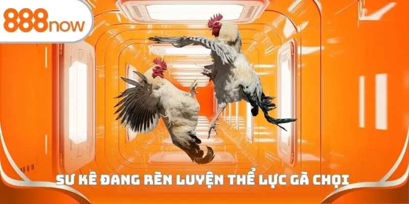 Sư kê đang rèn luyện thể lực gà chọi