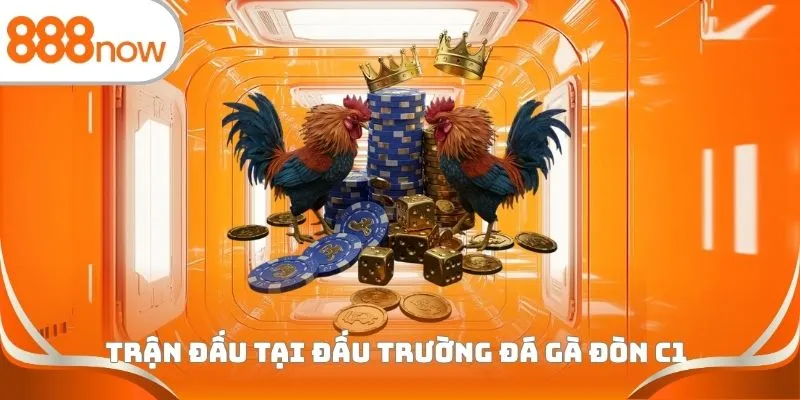 Trận đấu tại đấu trường đá gà đòn C1